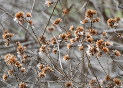 More seed heads