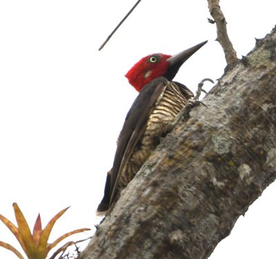 Back at the lodge, this Guayaquil Woodpecker was spotted in a tree near the deck.