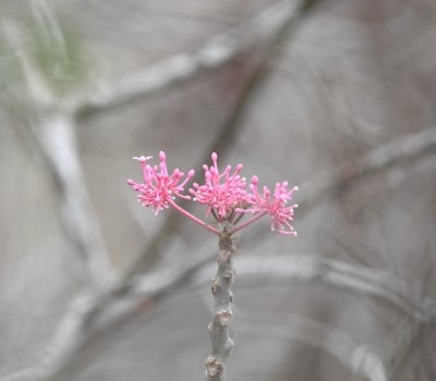 Same pink flower seen on the morning hike; this one was 6'-8' tall and below the path between the lodge and cabins