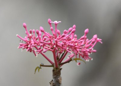 Pink flower