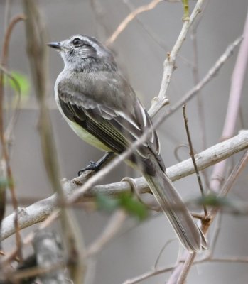 Pacific Elaenia