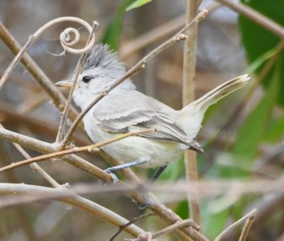 Southern Beardless Tyrannulet