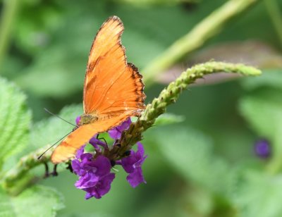 Fritillary butterfly on tropical verbena