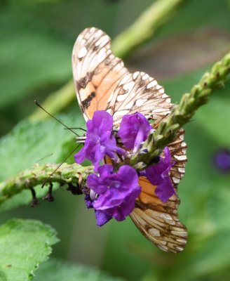 Under side of Fritillary butterfly on tropical verbena
