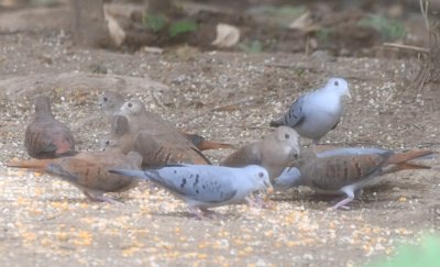 Female (brown) and male (blue) Blue Ground-Doves eating corn at the Urraca Lodge feeder