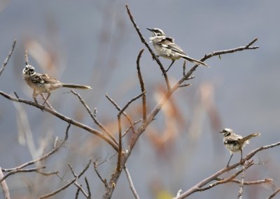After leaving Jorupe Reserve, we rode north toward Buenaventura Reserve. We stopped along the highway at a few places to look for birds. At the first stop, we saw these three Long-tailed Mockingbirds holding their places in the mountain wind.