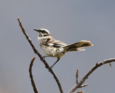 Long-tailed Mockingbird