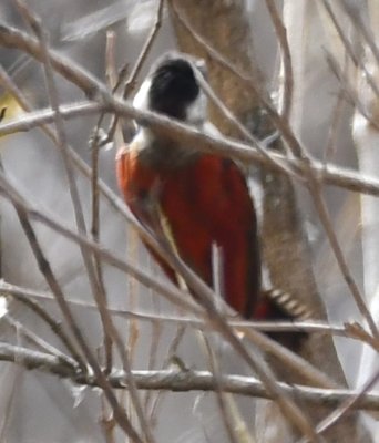 At the second highway stop, we saw this Scarlet-backed Woodpecker.