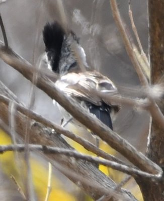 We also saw this Collared Antshrike.