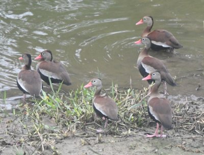 Outside of the next town, there was a pond where we saw these Black-bellied Whistling Ducks.