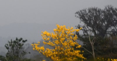 We had seen these brightly colored yellow trees on the trip and had not gotten photos while we were stopped, so I tried to take a few shots from our moving van. 