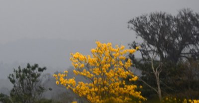 We had seen these brightly colored yellow trees on the trip and had not gotten photos while we were stopped, so I tried to take a few shots from our moving van.