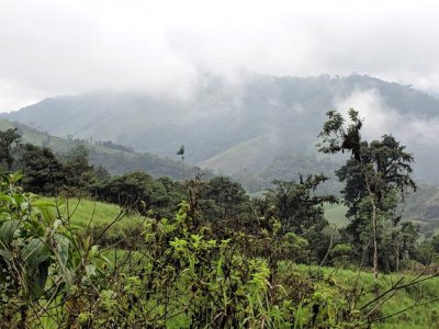 Greenscape in the cloud forest