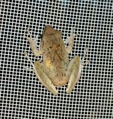 Small frog on the dining room screen door