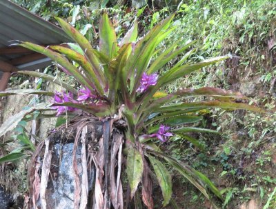 Purple-flowered plant