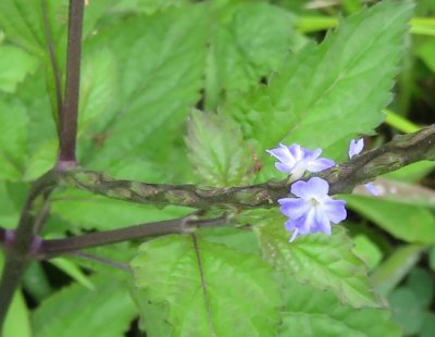 Small violet flowers