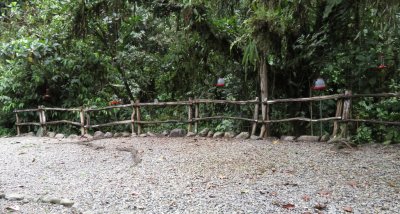 We came back down the hill and arrived at the Hummingbird Garden which had a row of seven feeders and benches from which to watch the birds.