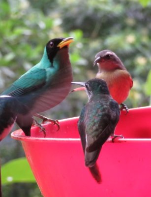 Hummingbirds with male Green Honeycreeper and Bananaquit