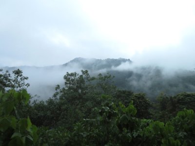 Cloud forest