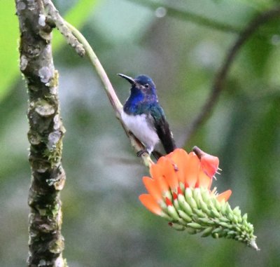 Male White-necked Jacobin next to a 'hot poker'-like flower