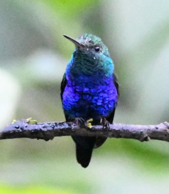 Male Violet-bellied Hummingbird