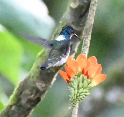 Male White-necked Jacobin hovering over a flower