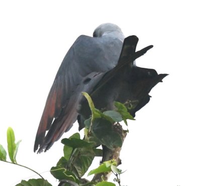 We had noticed two Plumbeous Kites around a nest in a tree across the road from the deck and caught them consummating their relationship atop one of the trees.