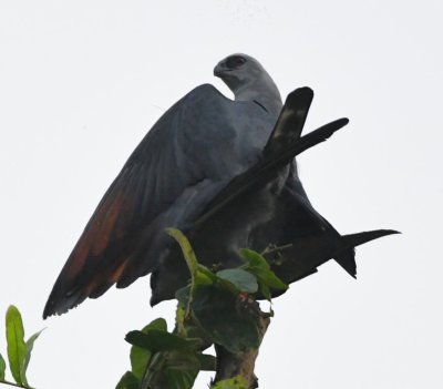 Male and female Plumbeous Kites mating