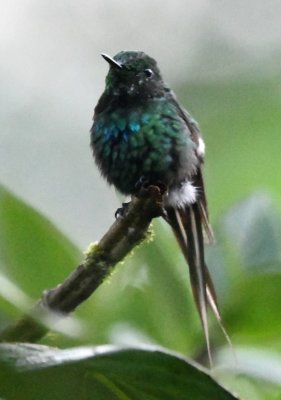 Male Green Thorntail