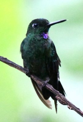 Male Green-crowned Brilliant