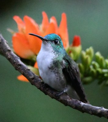 Andean Emerald