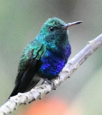Male Violet-bellied Hummingbird