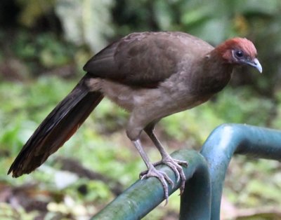 Rufous-headed Chachalaca