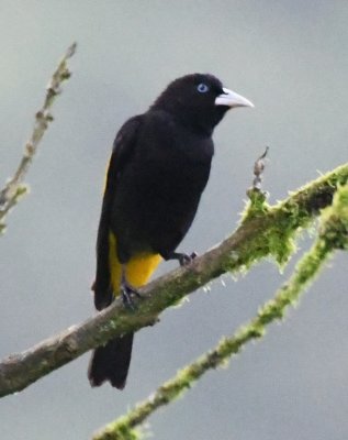 Yellow-rumped Cacique