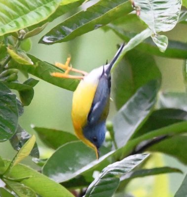 This Tropical Parula looks likes it's falling out of the tree.