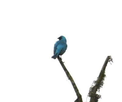 Male Swallow Tanager in the distance