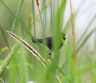 Yellow-bellied Seedeater in the grass
