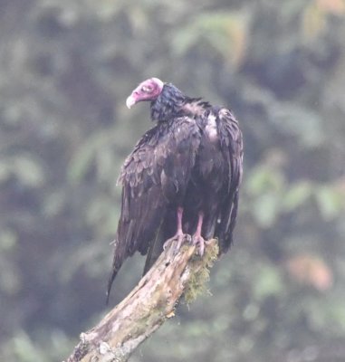 Turkey Vulture in the mist