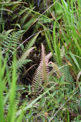 Ferns among the grasses: there was much more moisture in this habitat than in the areas we had visited previously.