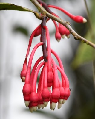 Red hanging flower
