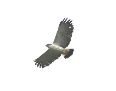 Gray-backed Hawk