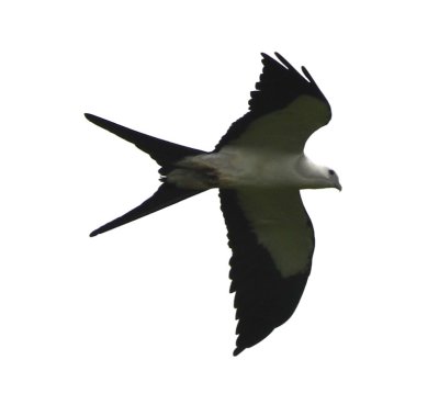 Swallow-tailed Kite, one of five