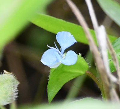 Pale blue flower