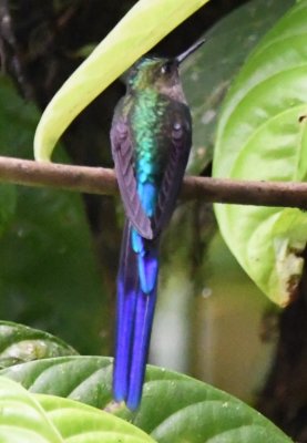 Male Violet-tailed Sylph