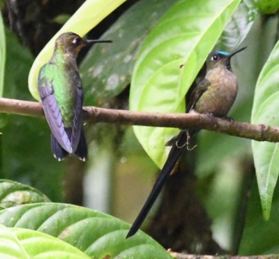 Green-crowned Brilliant and Violet-tailed Sylph
