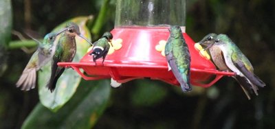 An Andean Emerald joins them