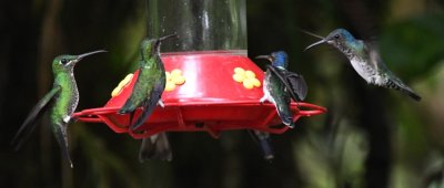 Female Green-crowned Brilliants and White-necked Jacobins