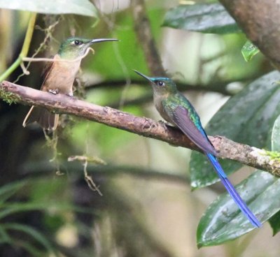 Fawn-breasted Brilliant and Violet-tailed Sylph