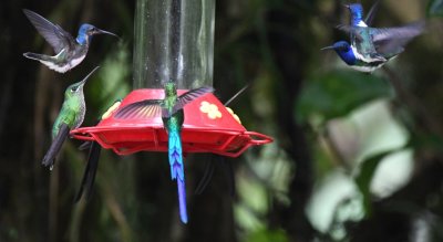Three White-necked Jacobins, female Green-crowned Brilliant and Violet-tailed Sylph