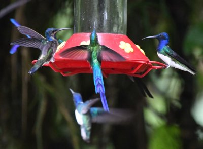Three White-necked Jacobins and Violet-tailed Sylph